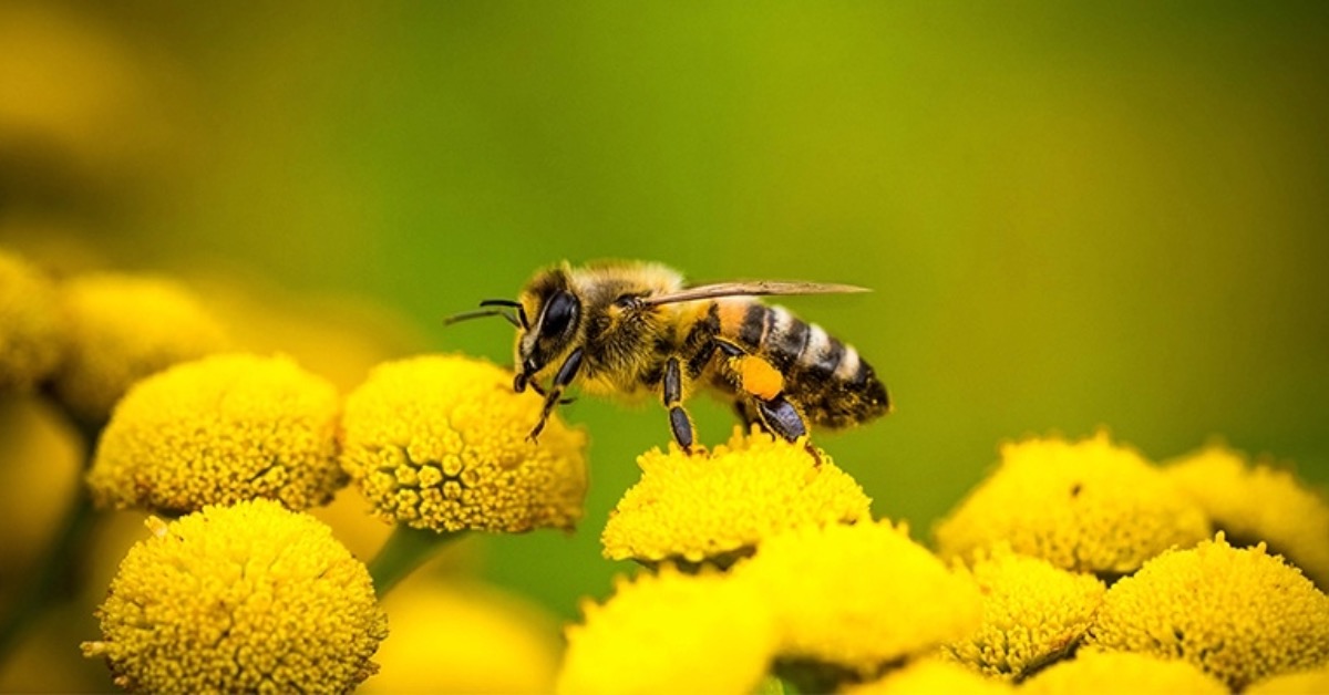 A méhek védelmére szólít fel a Soproni Egyetem és egy hazai élelmiszerkereskedelmi vállalat