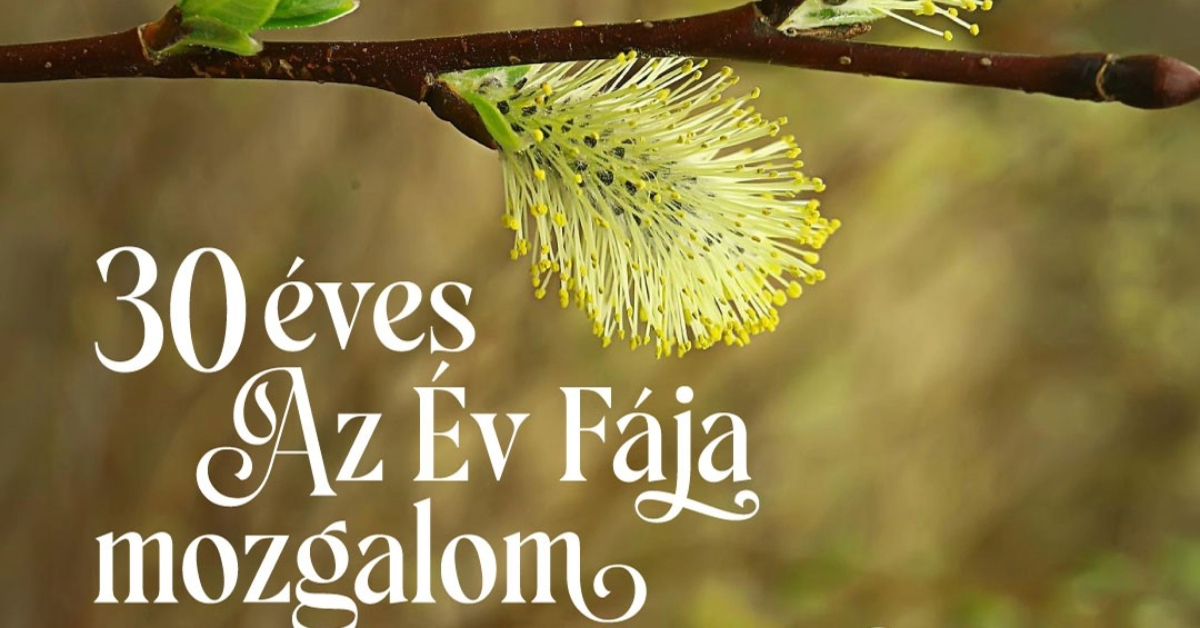 30 éves az Év Fája mozgalom- ünnepel a Soproni Egyetem